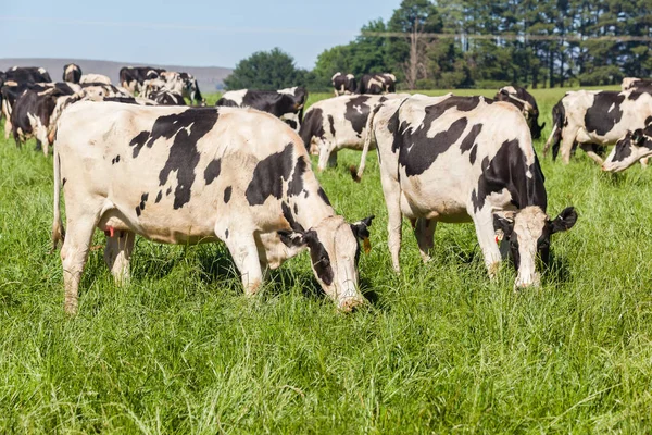 Bydło mleczne pola uprawne — Zdjęcie stockowe