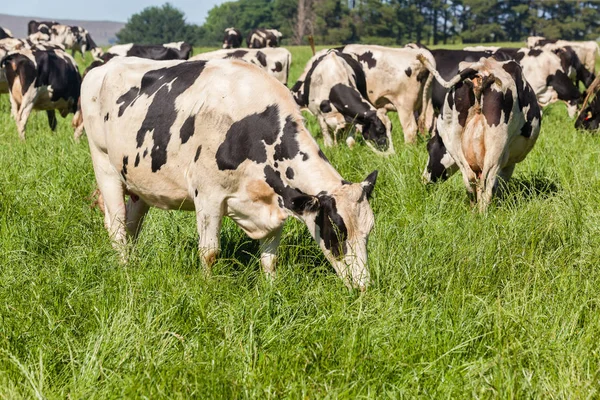 Bydło mleczne pola uprawne — Zdjęcie stockowe
