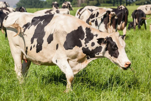 Bydło mleczne pola uprawne — Zdjęcie stockowe