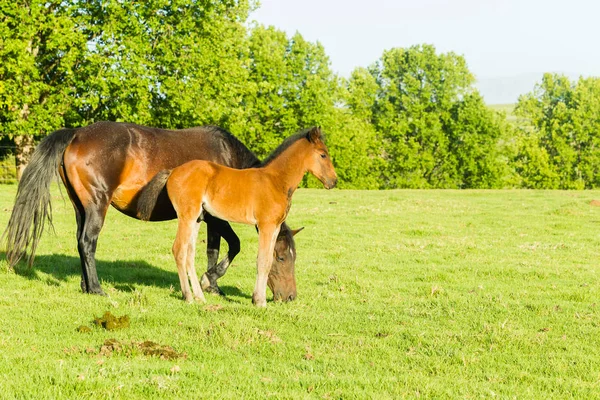Horses Newborn Foal Farm Mountains — Stock Photo, Image