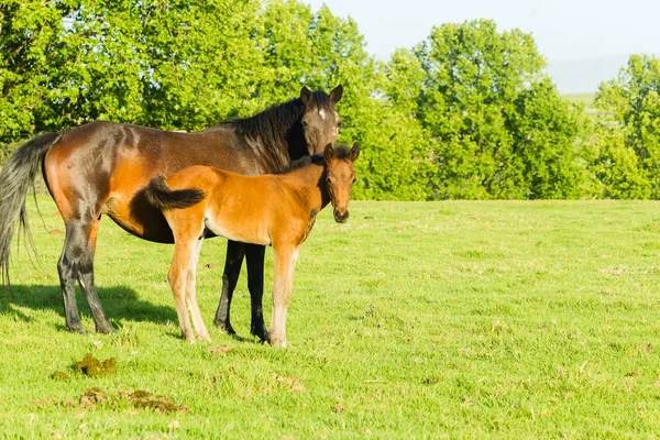 Koně novorozence hříbě farma hory — Stock fotografie