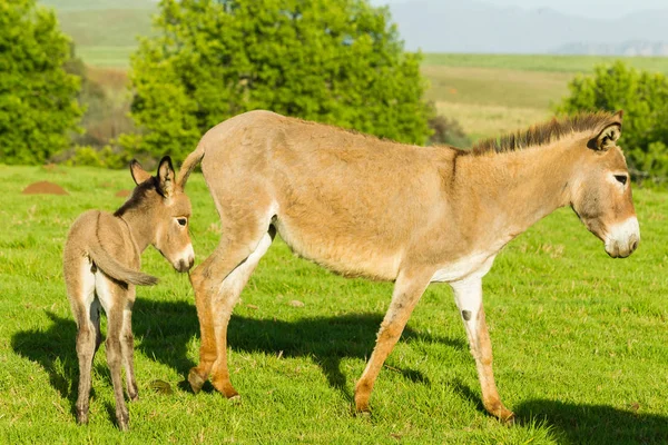 Donkey Newborn Foal Farm — Stock Photo, Image