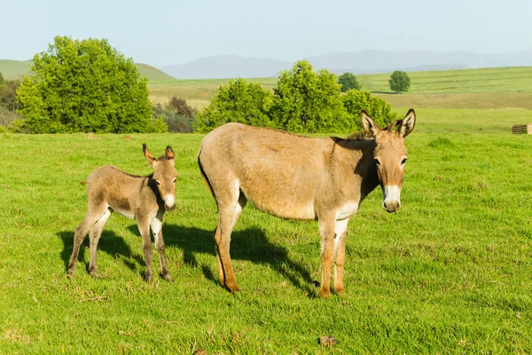 Donkey Newborn Foal Farm — Stock Photo, Image