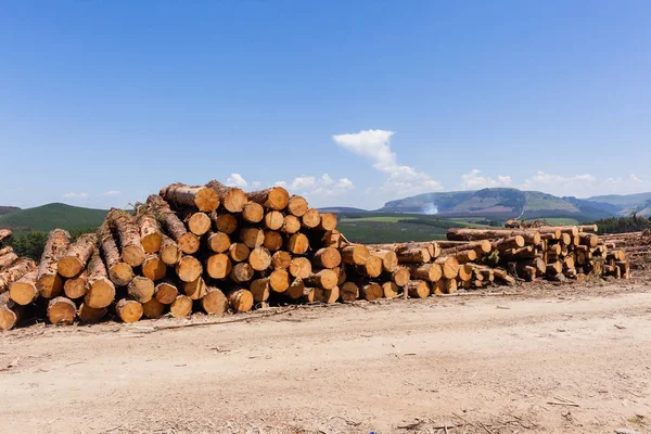 Forest bomen Logs landschap — Stockfoto