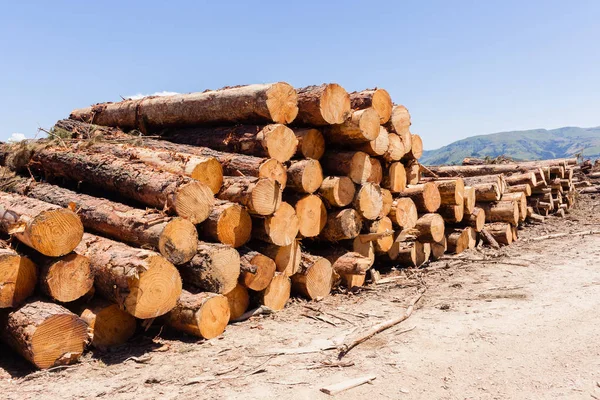 Bos bomen hout logs — Stockfoto