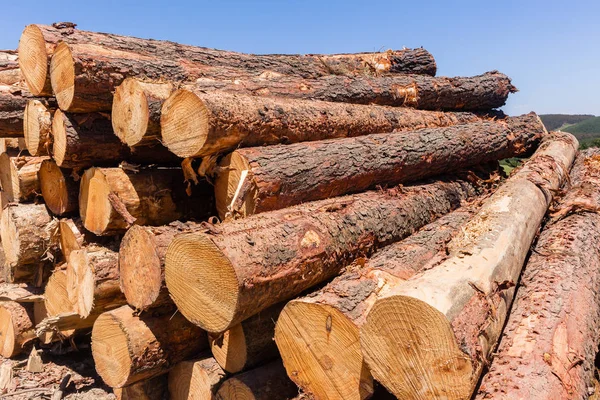 Bos bomen logs stapels — Stockfoto