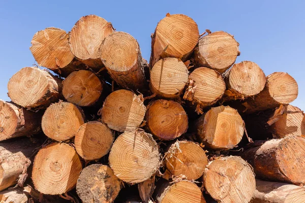 Bos bomen logs stapels — Stockfoto