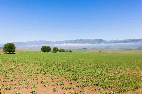 Farmlands Crops Mountains — Stock Photo, Image