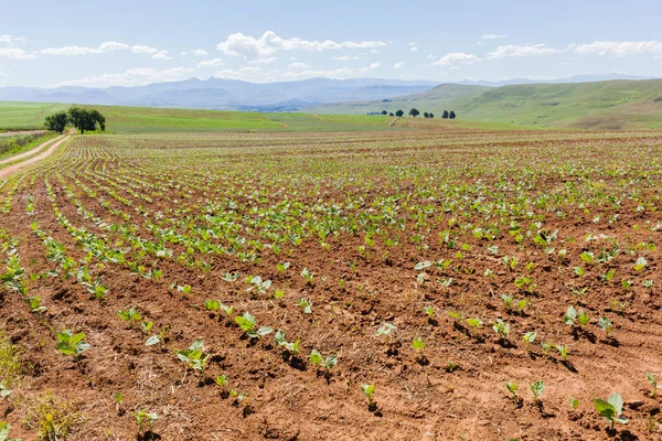 Colture agricole Paesaggio — Foto Stock