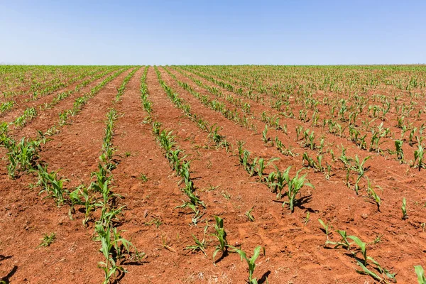 Cultivos jóvenes agrícolas —  Fotos de Stock