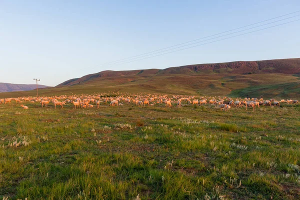 Får hundratals berg — Stockfoto