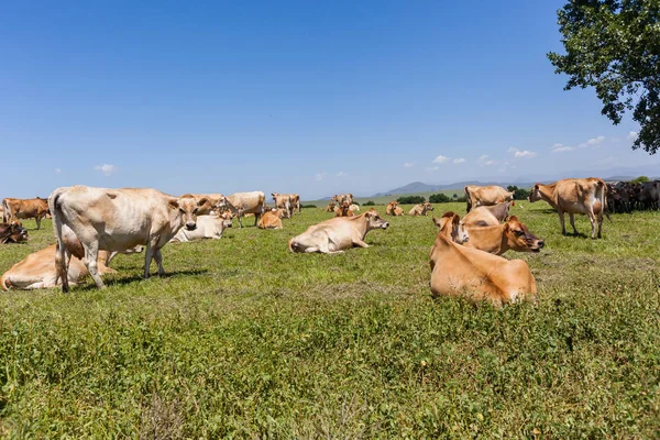 Mjölkkor fält — Stockfoto