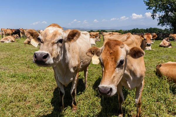 Campo de vacas lecheras —  Fotos de Stock