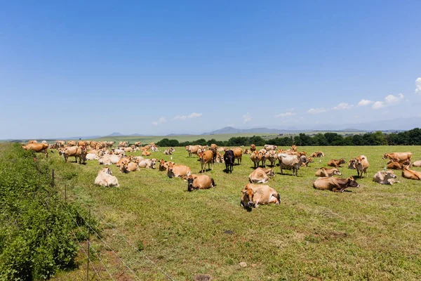 Молочное коровье поле — стоковое фото