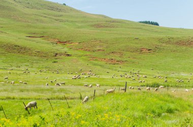 Koyun sürüleri tarım dağlar