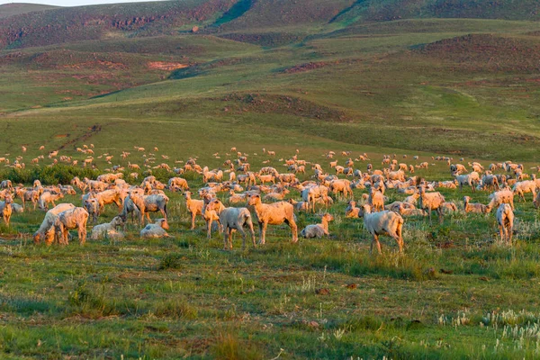 Troupeaux de moutons Montagnes agricoles — Photo