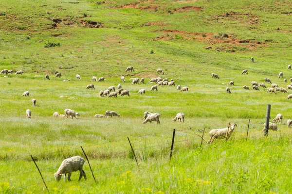 Ovelhas rebanhos Fazenda Montanhas — Fotografia de Stock