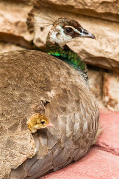 Pavo real pájaro polluelo bajo ala —  Fotos de Stock