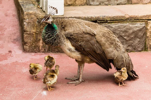 Pavo real aves polluelos —  Fotos de Stock