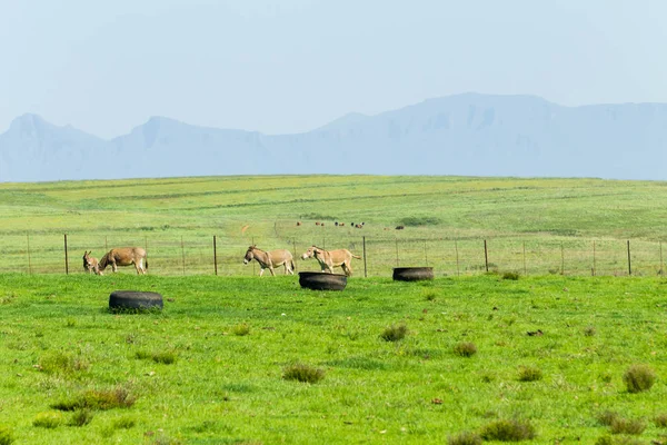 Farm åsnor berg — Stockfoto