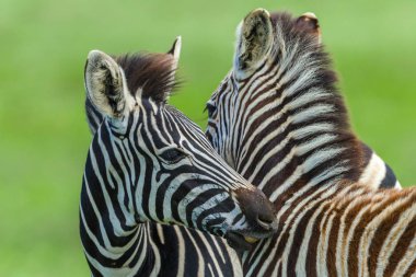  Zebra buzağı öpüşme sevgisini yaban hayatı