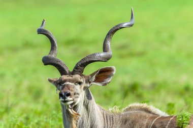 Buck Kudu boynuzları yaban hayatı hayvan baş