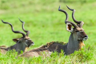 Buck Kudu boynuzları yaban hayatı hayvanlar baş