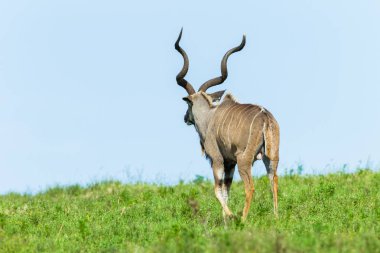Buck Kudu otlak Yaylası yaban hayatı hayvan