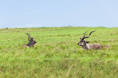 Buck Kudu otlak Yaylası yabani hayvanlar ve bitkiler hayvanlar