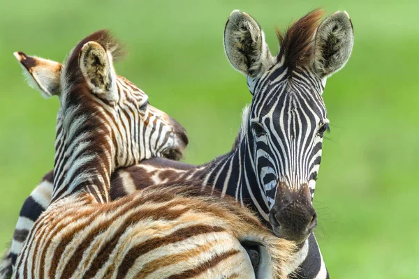 Zebra Calf's Necking Affections Wildlife — Stock Photo, Image
