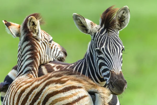 Zebra Calf's Necking Affections Wildlife — Stock Photo, Image