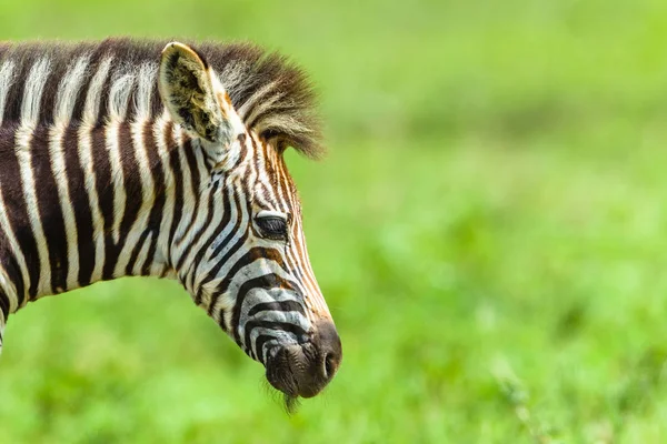 Zebra Bezerro cabeça pescoço Fechar Vida selvagem — Fotografia de Stock