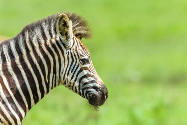 Zebra Bezerro cabeça pescoço Fechar Vida selvagem — Fotografia de Stock