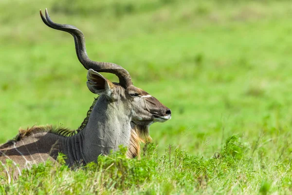 バック クードゥー ヘッド角野生動物 — ストック写真