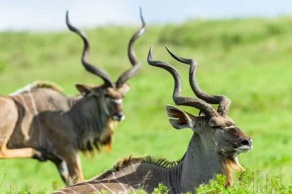 Buck Kudu cabeça chifres animais selvagens — Fotografia de Stock