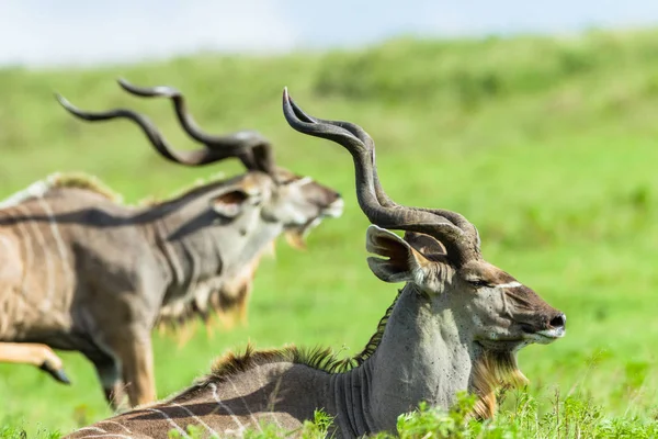 Buck Kudu Cabeza Cuernos Vida Silvestre Animales —  Fotos de Stock