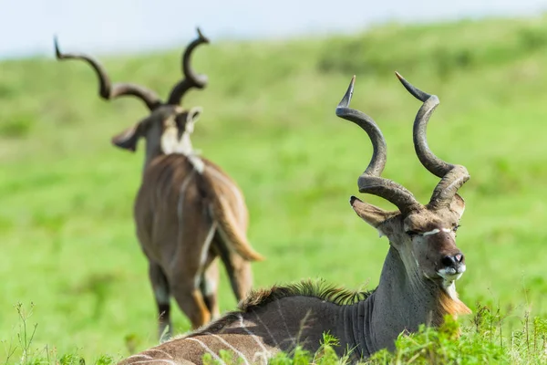 Buck Kudu κεφάλι κέρατα ζώων άγριας πανίδας — Φωτογραφία Αρχείου