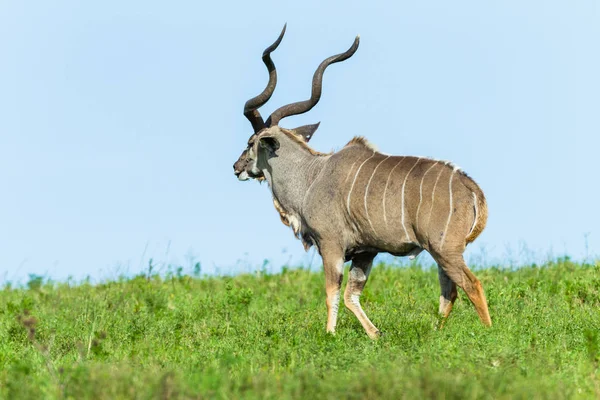 バック クードゥー草原台地野生動物 — ストック写真