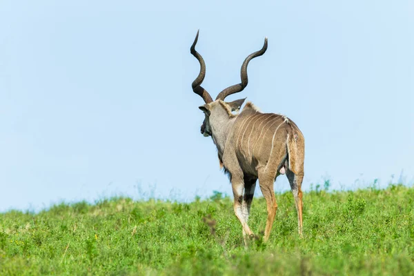 벅 Kudu 초원 고원 야생 동물 — 스톡 사진