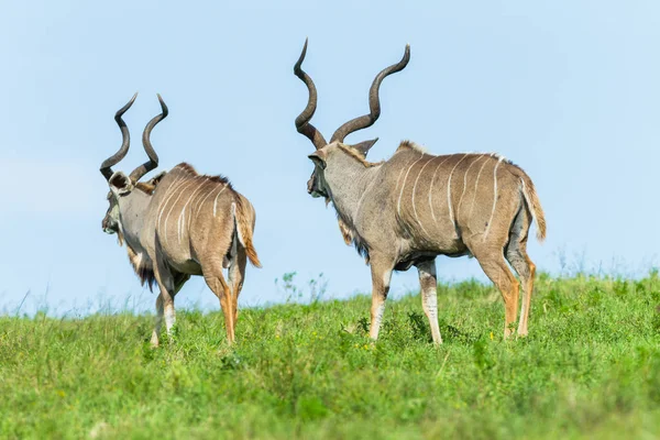 Buck Kudu yabani hayvanlar ve bitkiler hayvanların otlak yürüyüş — Stok fotoğraf