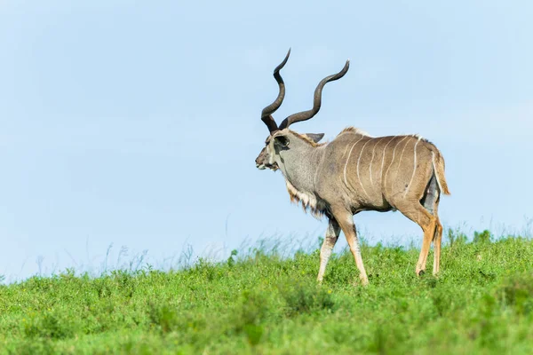 Buck Kudu Gramado Planalto Vida selvagem Animais — Fotografia de Stock