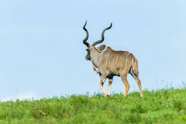 Buck Kudu Grassland Plateau Wildlife Animal — Stock Photo, Image