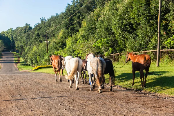 Chevaux toiletteurs marche campagne route — Photo