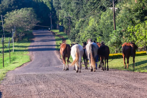 Άλογα γαμπρούς περπάτημα δρόμο εξοχή — Φωτογραφία Αρχείου