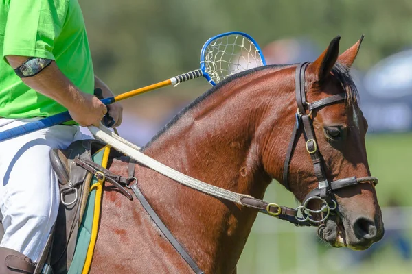 Polocrosse konia gracza — Zdjęcie stockowe