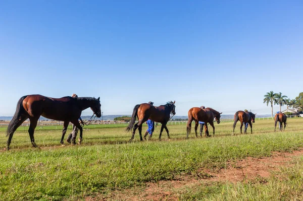 Race Horses Groom Training Landscape — Stock Photo, Image