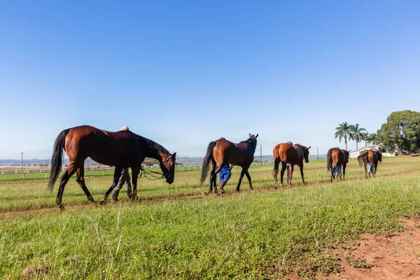 Yarış atları eğitim manzara damat — Stok fotoğraf