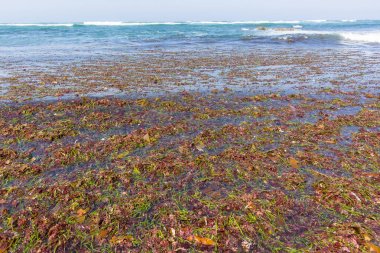 Okyanus deniz yosunu deniz bitkiler Beach Shoreline