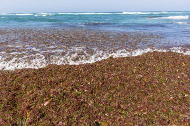 Okyanus deniz yosunu deniz bitkiler Beach Shoreline