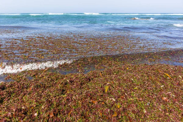 海海藻海洋植物ビーチの海岸線 — ストック写真